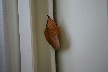 A Moth looking like a leaf