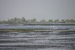 Dalmation pelican