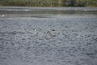 Duck taking off