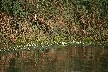 Frog Bit