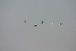 More swans coming over