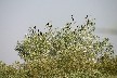 Pygmy cormorant colony