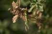 A green grasshopper