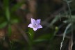 Close up of the bellflower