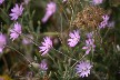 Everlasting flowers