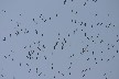 Flock of pelicans flying over