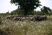 Flock of sheep trying to shelter in the shade