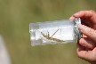 Grasshopper