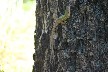 Green lizard