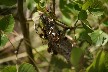 Ground wasps nest