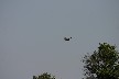 Honey buzzard
