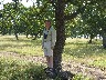 In the oak forest