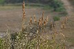Interesting grasses
