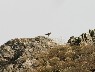 Long legged buzzard