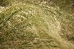 Lovely soft grass would be great in the garden