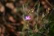 Miniature Romanian pink