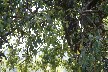 Mistletoe growing on the oak trees