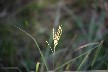 Palmate grass
