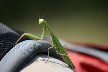 Praying mantis