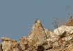 Rock Thrush