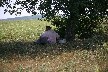 Shepherd also in the shade