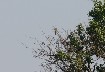 Shrike