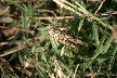 Spotty grasshopper