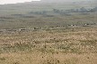 The Steppe with flocks of sheep