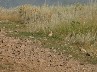 The bird that should not be here, an Isabelline Wheatear