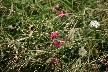 Tuberous pea plant