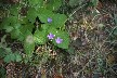 Unique Romanian bellflower