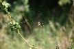 Wasp spider again