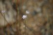 White scabious