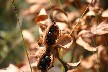 Wild peony seeds
