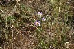 Aster