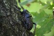 Cicada bug