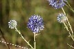 Echinops