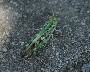 Large green grasshopper