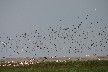Lots of birds