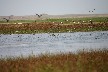 Many ducks amongst the pelican flock