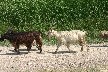 Oh the flock also has some goats