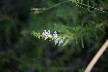 Rosemary