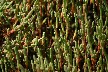 Samphire