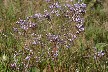 Sea lavender