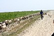 Shepherd herding his very large flock