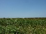This is the marsh we have to get through to get closer to the pelicans