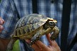 Wild Tortoise