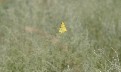 Yellow butterfly