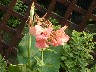 Pink Canna