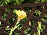 Yellow Canna